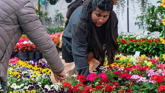Moreno reafirma su liderazgo en floricultura con una nueva edición de la Fiesta del Plantín
